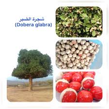 Image result for Dobera