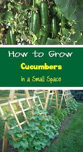 Growing Cucumbers Vertically Growing Cucumbers Vertically Garden Types Container Gardening Vegetables