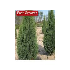 The tree makes an excellent medium hedge or screen as well as an attractive. Sky Rocket Juniper Large