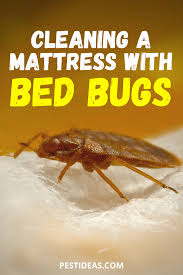 cleaning a mattress with bed bugs bed bugs rid of bed bugs mattress cleaning