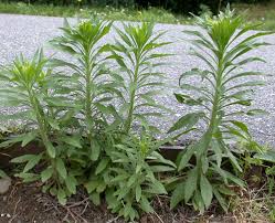 Image result for Conyza limosa