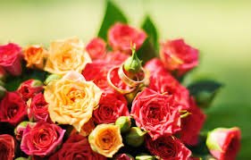 Check spelling or type a new query. Wallpaper Flowers Roses Yellow Red Red Rose Yellow Flowers Images For Desktop Section Cvety Download