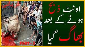 30 camel qurbani in saudi arabia 2018 подробнее. Download Dangerous Camel Qurbani 2012 Mp4 3gp Naijagreenmovies Netnaija Fzmovies