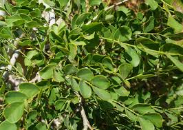 Image result for Lecaniodiscus fraxinifolius