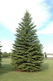 Check spelling or type a new query. Colorado Spruce Picea Pungens In Inver Grove Heights Minnesota Mn At Gertens