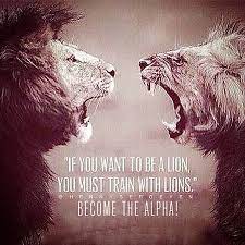 If You Want To Be A Lion You Must Train With Lions Become The Alpha Aesthetic Aestheticathlete Aestheticfitness Lions Lion Fitness Motivation Quotes