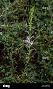 Image result for Micromeria