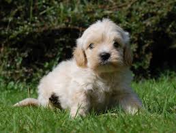 Maybe you would like to learn more about one of these? Cute Cavapoo Puppies For Sale In Sg March 2021 Updated