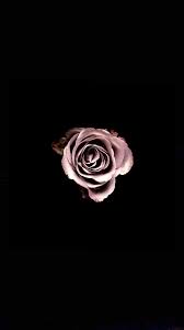 See more ideas about bts, bts laptop wallpaper, bts bangtan boy. Black Rose Hintergrundbild Nawpic
