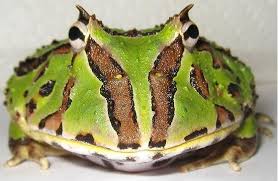 amfibyum amfibi hayvanlari amfibi turleri