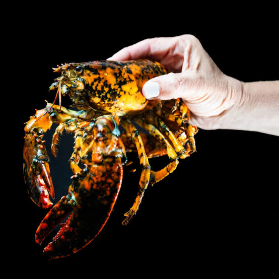 Meet Jackie, a 1-in-30-Million Calico Lobster Caught Off the Coast of  Massachusetts