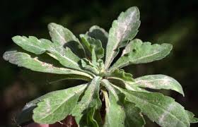 Image result for Eriosema angolense