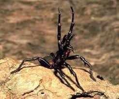 Arachnid Ecology And Habitats Britannica