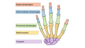 Tulang lengan dan fungsinya pengertian dan susunan. Fungsi Tulang Jari Tangan Struktur Bagian Jenis Tulang Penyusun Dan Cedera Tulang Jari Tangan Pelajaran Sekolah Online