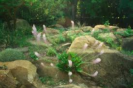 Image result for Cyathula natalensis