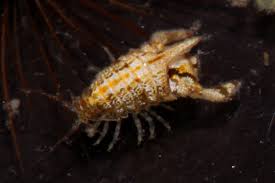 Image result for Mostuea hirsuta