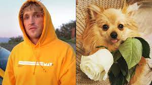Logan paul kong logan jake paul logan paul merch maverick logan paul famous youtubers king kong american cute animals graphic sweatshirt. Logan Paul Mourns Loss Of Dog After Fatal Coyote Attack Dexerto