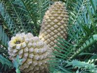 Image result for Encephalartos umbeluziensis