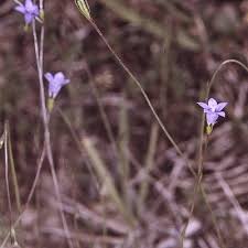 Image result for Wahlenbergia ramosissima