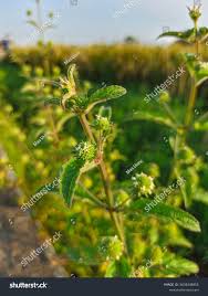 Image result for Acanthospermum hispidum