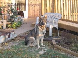 Find your new companion at nextdaypets.com. German Shiloh Shepherd Puppies For Sale In Maud Oklahoma Classified Americanlisted Com