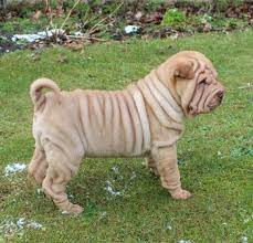 shar pei welpen shar pei zucht kalender 2020 shar pei bei europosters shar pei reinrassig sharpei welpen in thuringen gros shar pei healthy pets animal lover