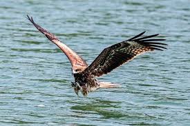 Would you like to change the currency to euros (€)? èµ°è¨ª é»'é³¶çš„æ•…é„‰ æ­èˆ¹çœ‹è€é·¹çµé­šè¶…æ„œæ„ è¯è¦–æ–°èžç¶²