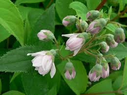 Image result for Deutzia hybrida Pink Pompon