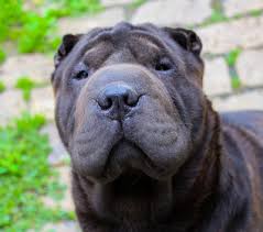 If considered, other factors could also come into play, but don't worry, because this. Shar Pei Breed Facts And Information Petcoach