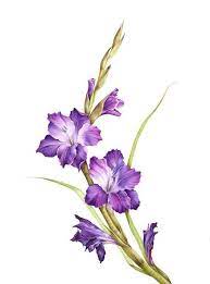 Violet Gladioluses In 2020 Flower Drawing Flower Art Drawing Acrylic Painting Flowers