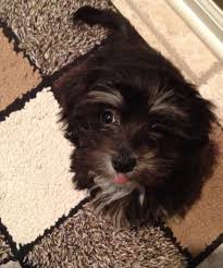 Black And White Coton De Tulear Puppies For Sale Black Coton De Tulear Coton De Tulear Cute Dogs Animals And Pets