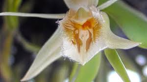 Image result for Brachycorythis velutina