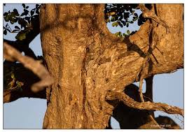 Image result for Manilkara mochisia