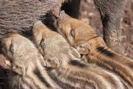 Le sanglier y figure l'autorité spirituelle. Sanglier Sus Scrofa En Images Dinosoria