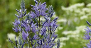 Die Prariekerze Camassia Leichtlinii Caerula Hat Eine Kerzenblute Aus Blauen Blutensternen Krokus Blaustern Hyazinthe