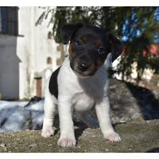 Image result for foxteriér hladkosrstý