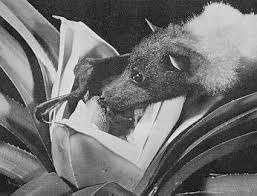 However, also eating fruit is considered an evolutionary advance. Marianas Fruit Bats Near Extinction Bat Conservation International