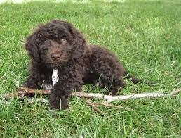 Barbet Puppies Love To Play In Sprinklers Barbet Coco In Minnesota Hypoallergenic Dog Breed Water Dog Dog Breeds