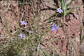 Image result for Wahlenbergia flexuosa
