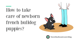 How To Take Care Of Newborn French Bulldog Puppies French Bulldog Care French Bullevard In 2021 French Bulldog Puppies Bulldog Puppies French Bulldog