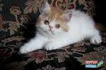 Available British Shorthair Kittens For Sale & Cats For ...