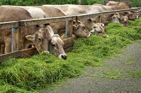 Hasil gambar untuk limousin cow
