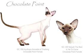 National Siamese Cat Club