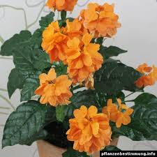 Image result for Crossandra fruticulosa