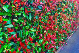 Cut a branch from the stock tree. Pruning Photinia Fraseri Red Robin Christmas Berry Red Robin