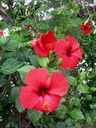 Fertilizing these new plantings is easily handled with my old friend osmocote, available on amazon. Hibiscus Rosa Sinensis True Green Nursery