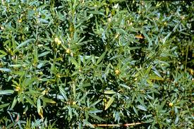 Image result for Stylosanthes