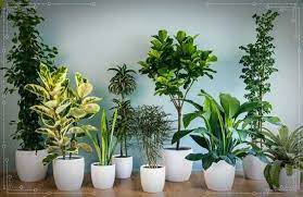 La decoración siempre estará presente en el interior de las casas, porque es lo que le da otro estilo y un aire nuevo y agradable. Plantas Purificadoras De Interiores Decoracion Con Plantas
