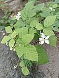 Image result for Rubus adolfi-friederici