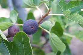 10 (30 to 40 f) hardiness zone: How To Grow Figs Planting And Caring For Fig Trees